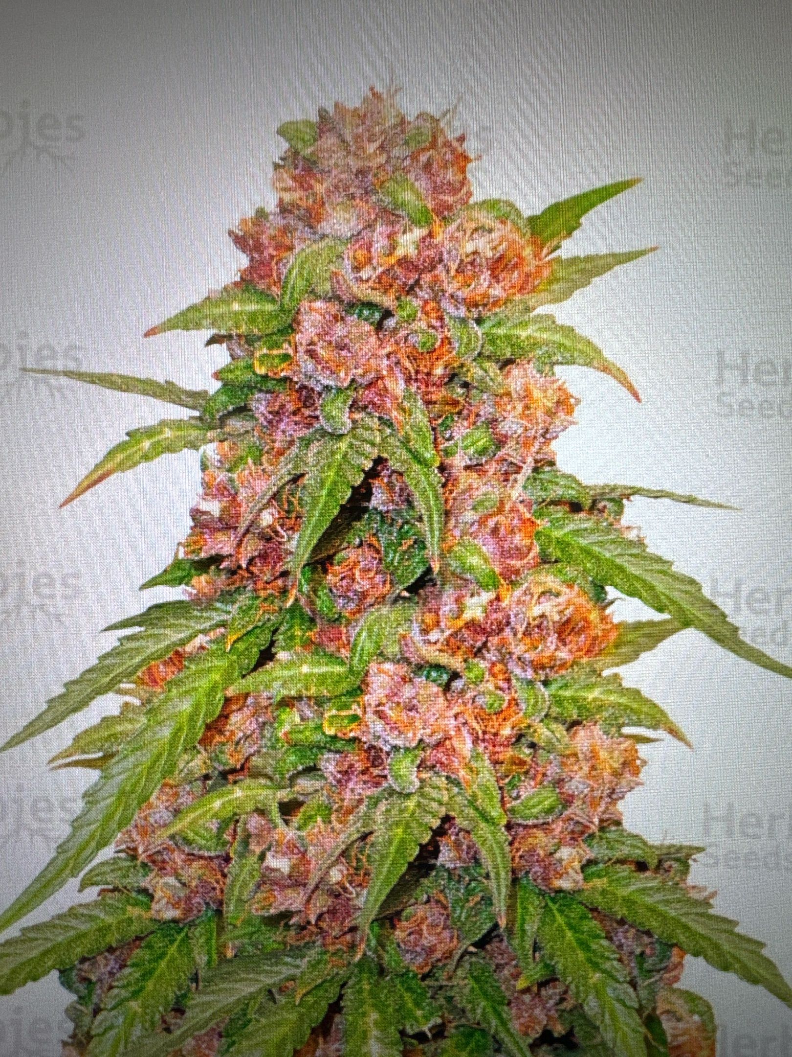Godzilla Cookies Auto growlog header