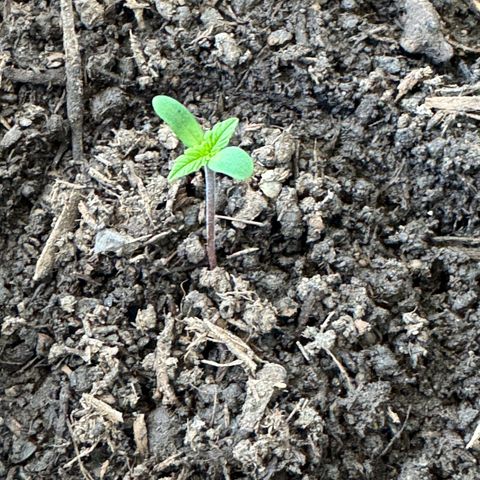 Purple Juice Auto growlog timeline photo