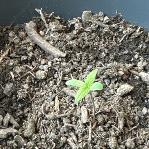 Purple Juice Auto growlog timeline photo