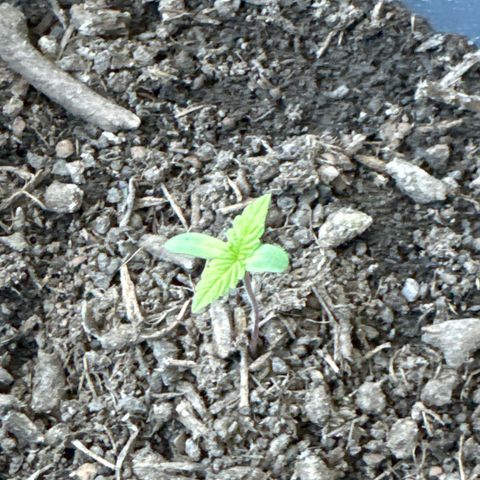 Purple Juice Auto growlog timeline photo