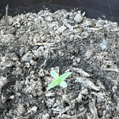 Godzilla Cookies Auto growlog timeline photo