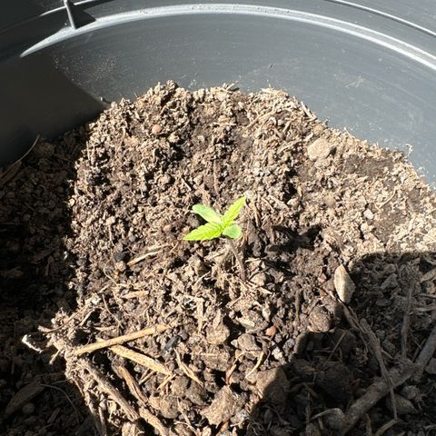 Purple Juice Auto growlog timeline photo
