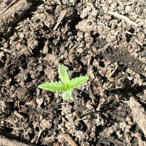 Godzilla Cookies Auto growlog timeline photo