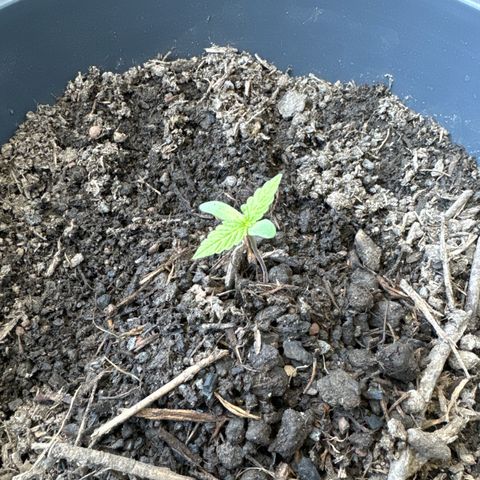 Purple Juice Auto growlog timeline photo