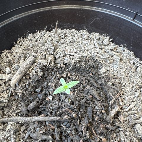 Godzilla Cookies Auto growlog timeline photo