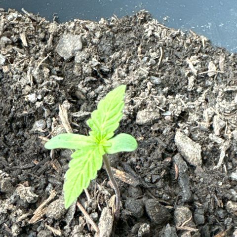 Purple Juice Auto growlog timeline photo