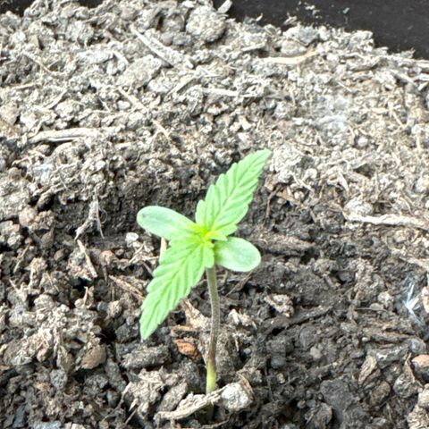 Godzilla Cookies Auto growlog timeline photo