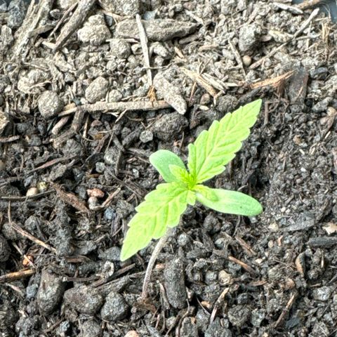 Purple Juice Auto growlog timeline photo