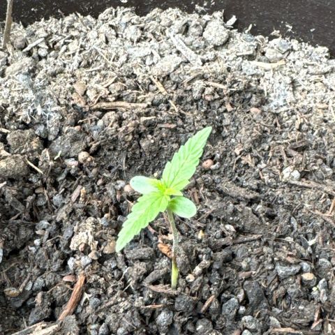 Godzilla Cookies Auto growlog timeline photo