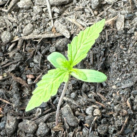 Purple Juice Auto growlog timeline photo