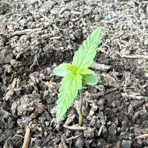 Godzilla Cookies Auto growlog timeline photo