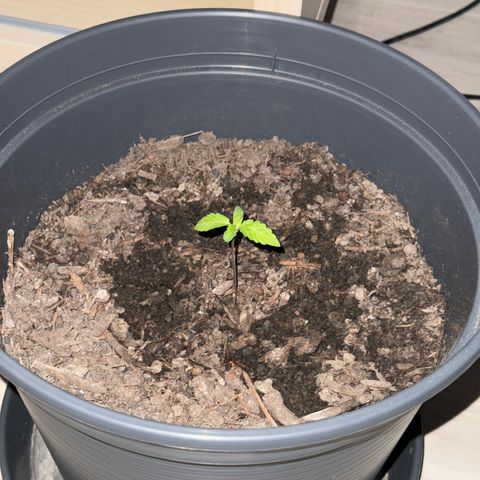 Purple Juice Auto growlog timeline photo
