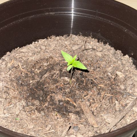 Godzilla Cookies Auto growlog timeline photo