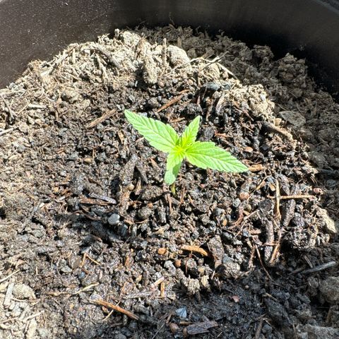 Godzilla Cookies Auto growlog timeline photo