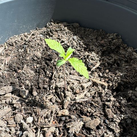 Purple Juice Auto growlog timeline photo