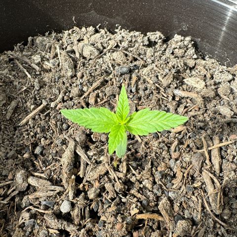 Godzilla Cookies Auto growlog timeline photo