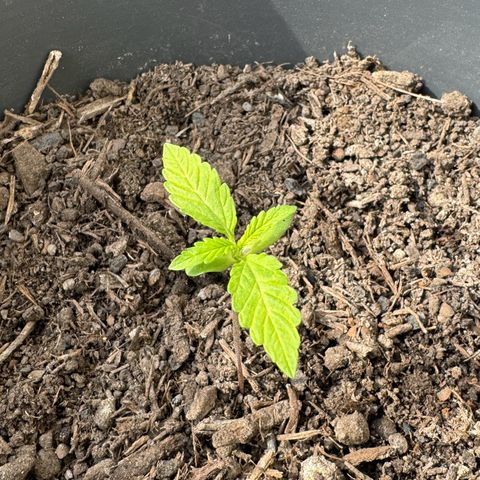 Purple Juice Auto growlog timeline photo