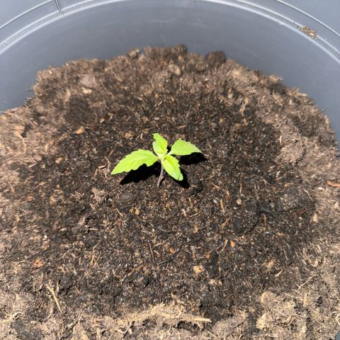 Purple Juice Auto growlog timeline photo