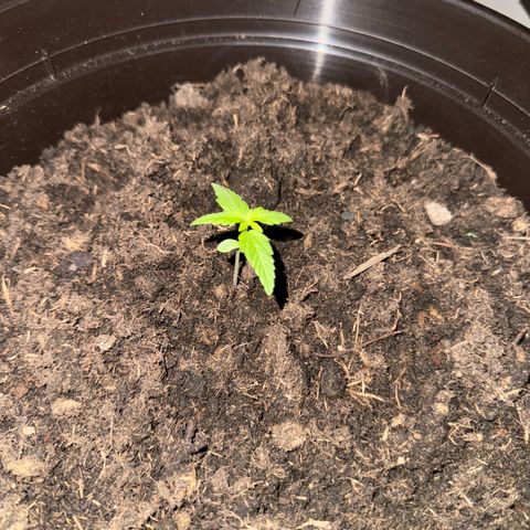 Godzilla Cookies Auto growlog timeline photo