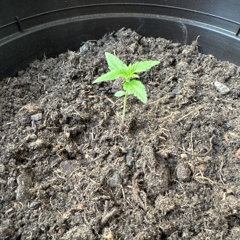 Godzilla Cookies Auto growlog timeline photo