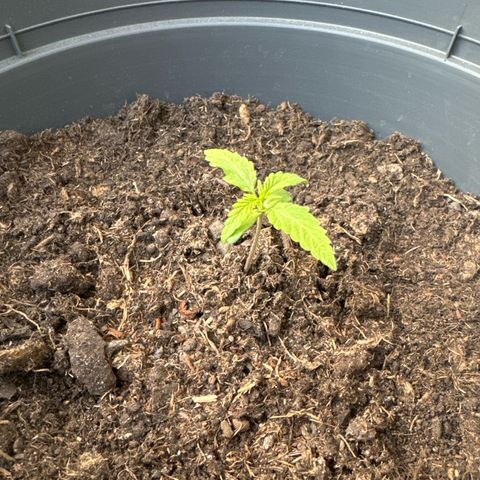Purple Juice Auto growlog timeline photo