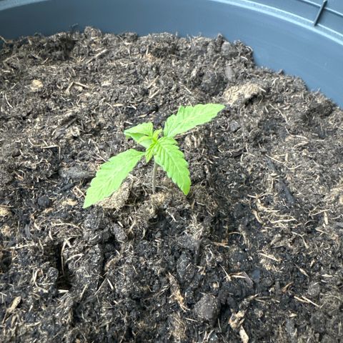 Purple Juice Auto growlog timeline photo