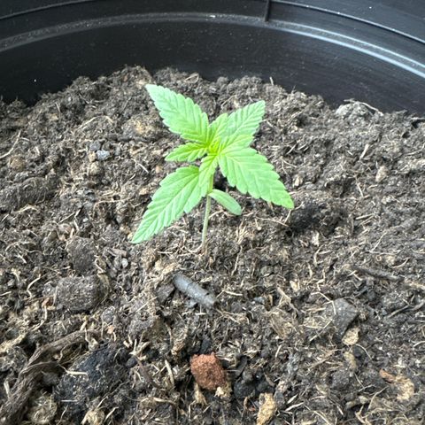 Godzilla Cookies Auto growlog timeline photo