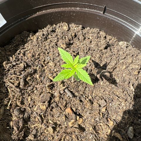 Godzilla Cookies Auto growlog timeline photo