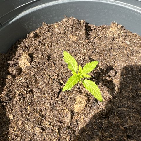 Purple Juice Auto growlog timeline photo