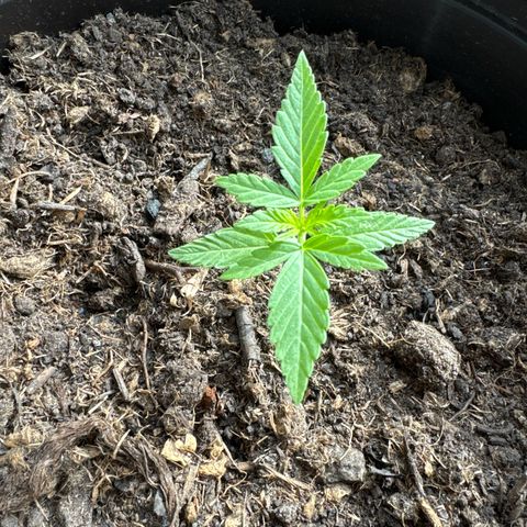 Godzilla Cookies Auto growlog timeline photo