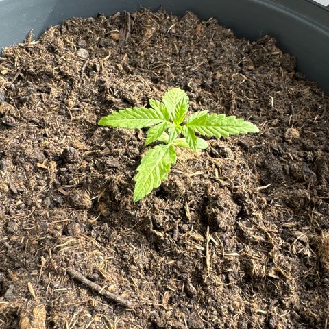 Purple Juice Auto growlog timeline photo