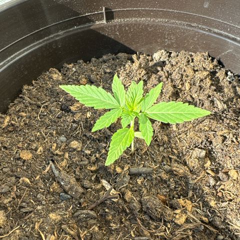Godzilla Cookies Auto growlog timeline photo