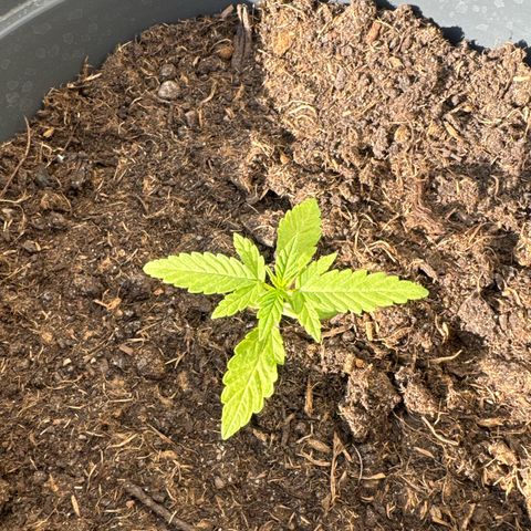 Purple Juice Auto growlog timeline photo