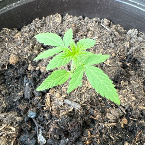 Godzilla Cookies Auto growlog timeline photo