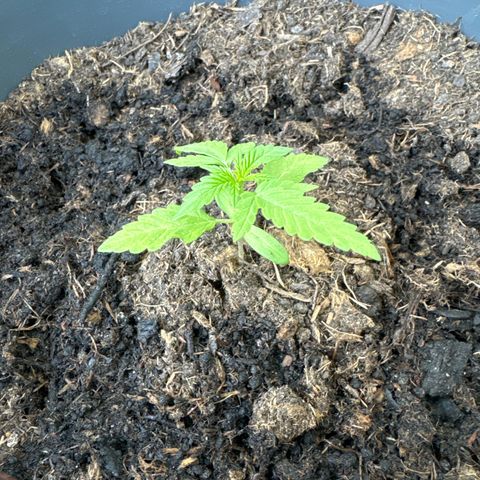 Purple Juice Auto growlog timeline photo