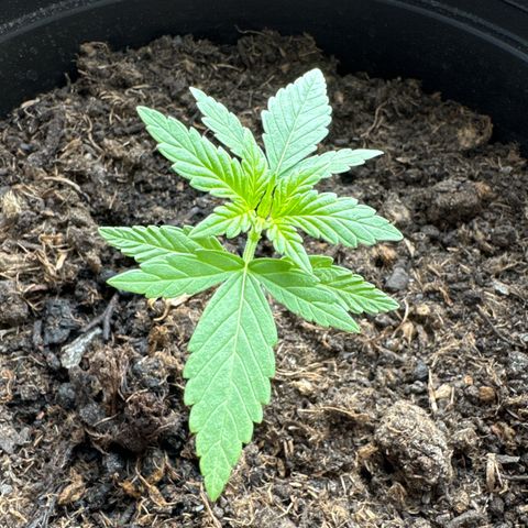Godzilla Cookies Auto growlog timeline photo