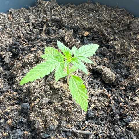 Purple Juice Auto growlog timeline photo