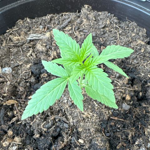 Godzilla Cookies Auto growlog timeline photo
