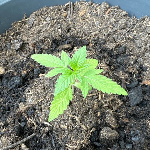 Purple Juice Auto growlog timeline photo