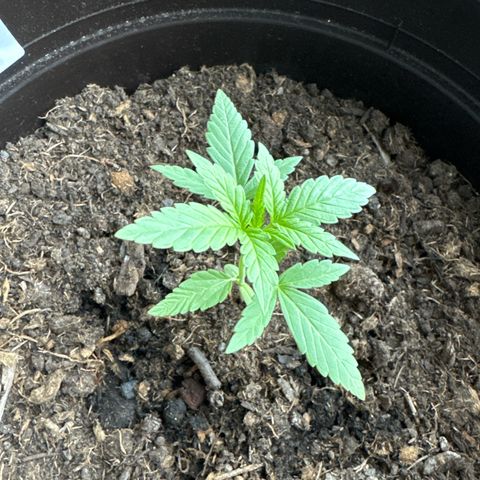 Godzilla Cookies Auto growlog timeline photo