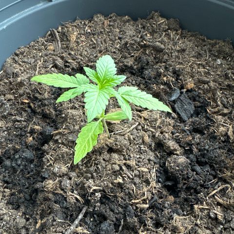 Purple Juice Auto growlog timeline photo