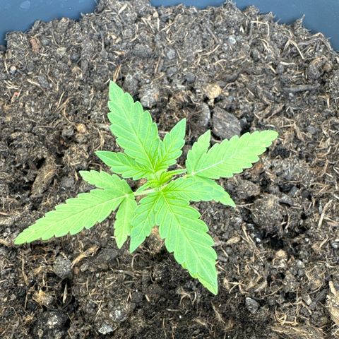 Purple Juice Auto growlog timeline photo