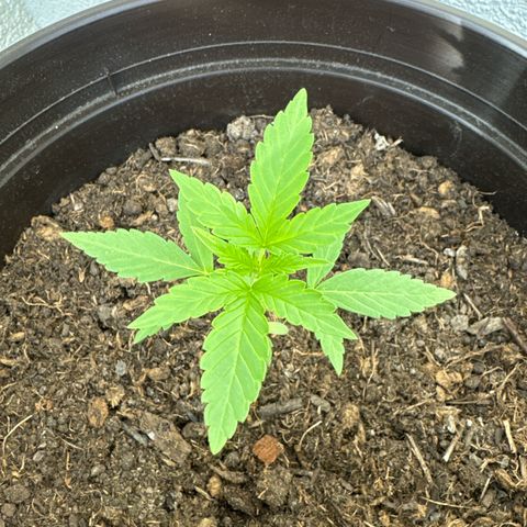 Godzilla Cookies Auto growlog timeline photo