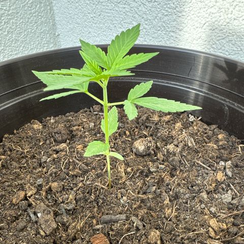 Godzilla Cookies Auto growlog timeline photo