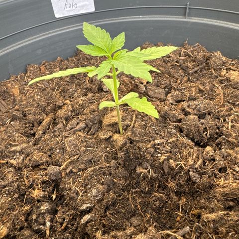 Purple Juice Auto growlog timeline photo