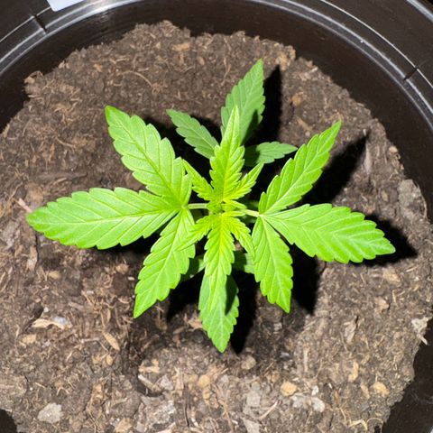Godzilla Cookies Auto growlog timeline photo