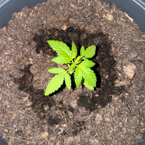 Purple Juice Auto growlog timeline photo
