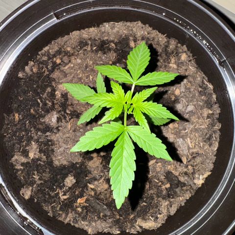 Godzilla Cookies Auto growlog timeline photo