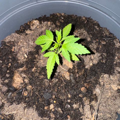 Purple Juice Auto growlog timeline photo