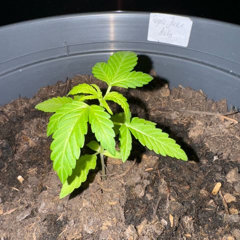 Purple Juice Auto growlog timeline photo